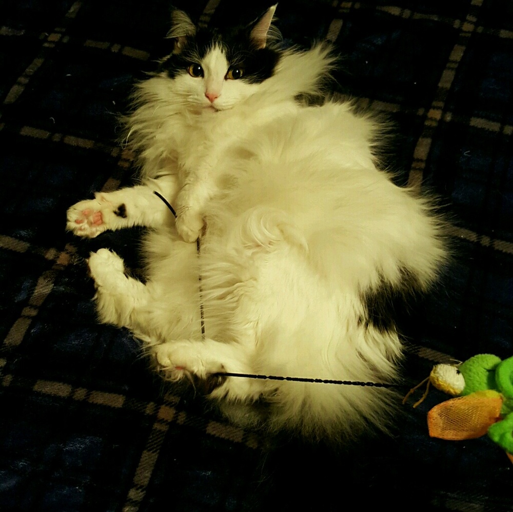 Meet your Posher, Emily